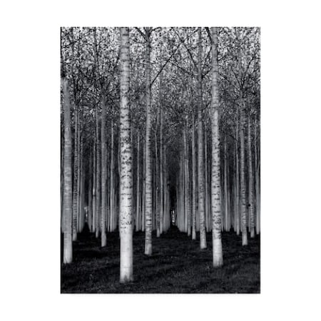 David Scarbrough 'The Forest For The Trees' Canvas Art,24x32